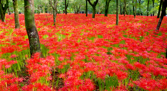 <新宿から・西船橋から> 真紅の絶景！巾着田・曼珠沙華まつり と 北欧時間が流れる森と湖のメッツァビレッジで 優雅に湖畔のビュッフェ昼食　そして、出世明神で知られる高麗神社も参拝