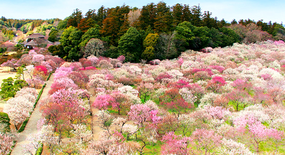＜新宿発・西船橋発＞ 日本三名園・水戸偕楽園の梅まつり と 絶景！大パノラマの渓谷美・竜神大吊橋　～本格手打ち！「名物・つけけんちん蕎麦」の昼食付き～