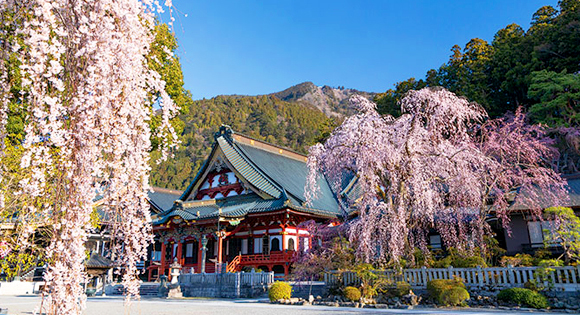 ＜新宿発・西船橋発＞ 樹齢400年！身延山久遠寺しだれ桜 と 三嶋大社の桜　 山梨＆静岡ぐる～り周遊・富士山麓さくら紀行