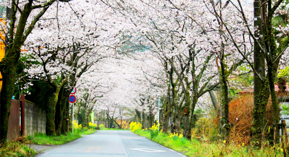 ＜新宿発・西船橋発＞ 4,000本の桜が山全体を彩る！大平山・桜のトンネル と 蔵の街とちぎ　～栃木グランドホテル「和洋中30種類の創作バイキング」の昼食付♪～