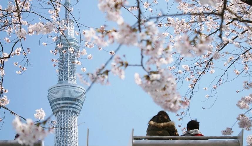 远眺晴空塔，近景有盛放的樱花