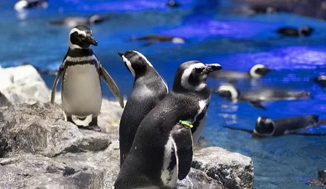 晴空塔墨田水族馆里的企鹅